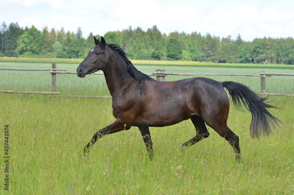 Warmblut auf Koppel Warmblut auf Koppel