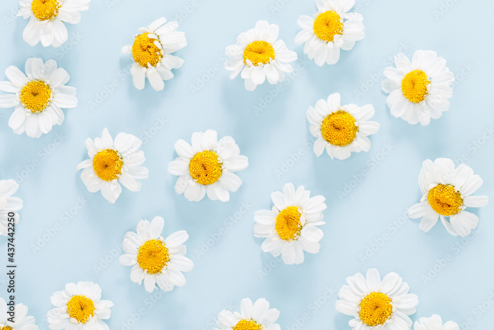 Flat lay spring and summer chamomile flowers on a blue background Flat lay spring and summer chamomile flowers on a blue background