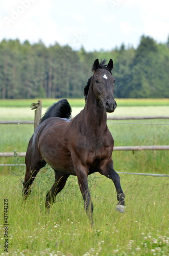 Warmblut auf Koppel © ScullyPictures