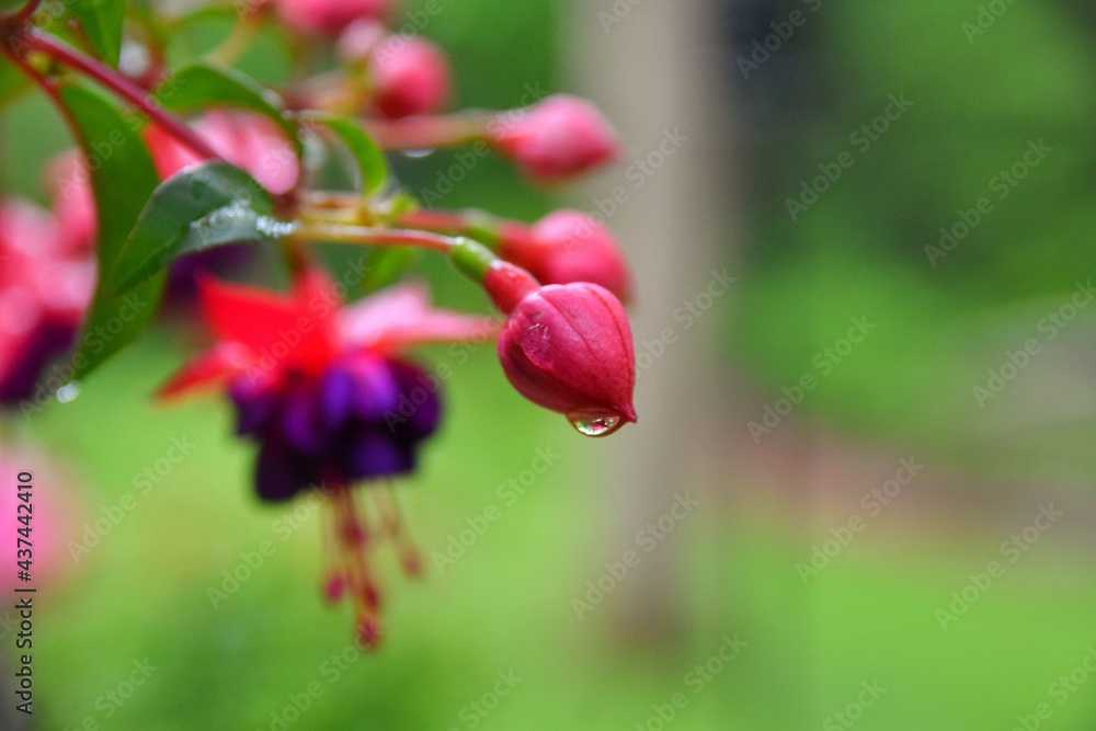Rain Drop on Fuchsia Flower Bud After Rain Rain Drop on Fuchsia Flower Bud After Rain
