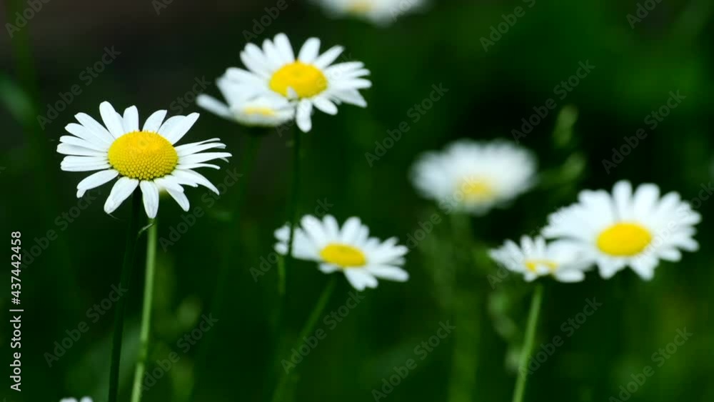 Chamomile flowers. Field of white daisies swaying in wind. White and yellow camomile in summer meadow, green background. Concept of nature, flowers, spring, biology, fauna, environment, ecosystem Chamomile flowers. Field of white daisies swaying in wind. White and yellow camomile in summer meadow, green background. Concept of nature, flowers, spring, biology, fauna, environment, ecosystem
