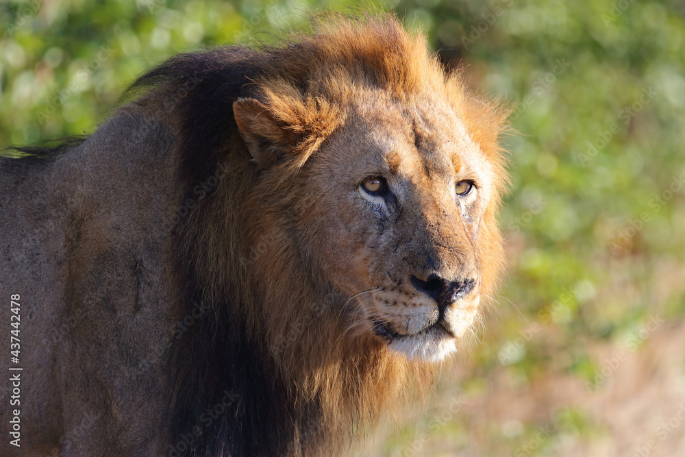 Afrikanischer Löwe / African lion / Panthera leo.