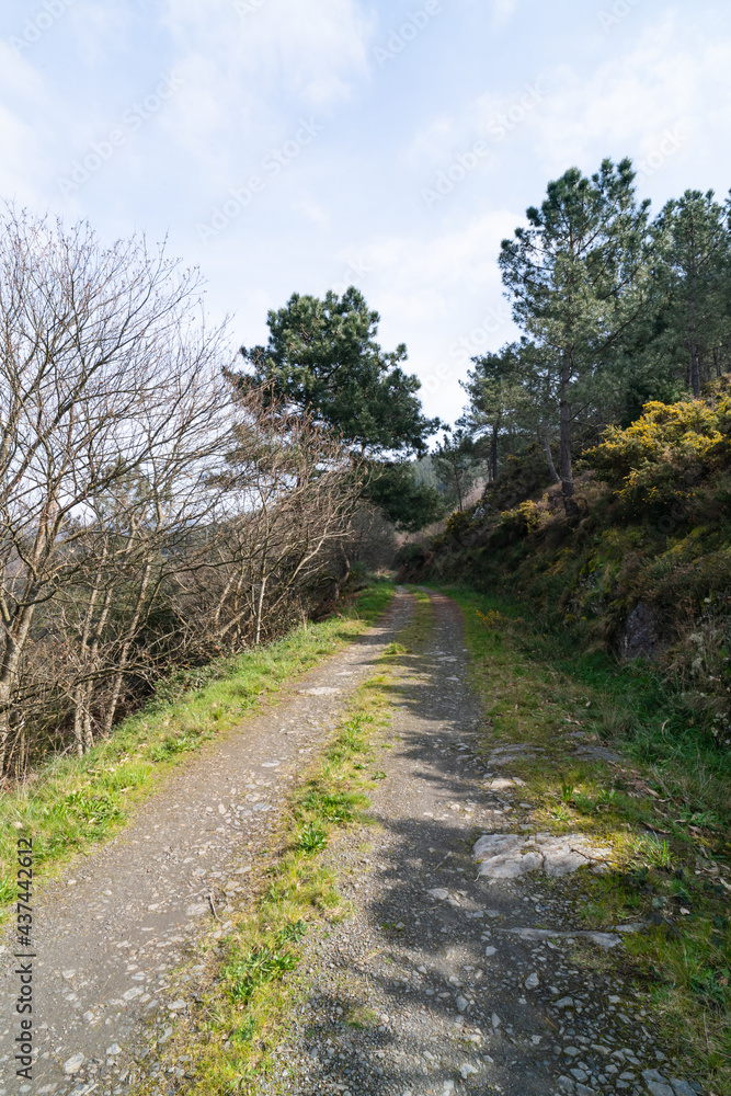 Rural road with trees and vegetation on the sides. Vertical photography.
