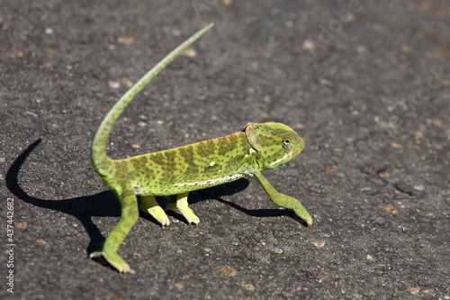 Lappenchamäleon / Flap-necked chameleon / Chamaeleo dilepis.