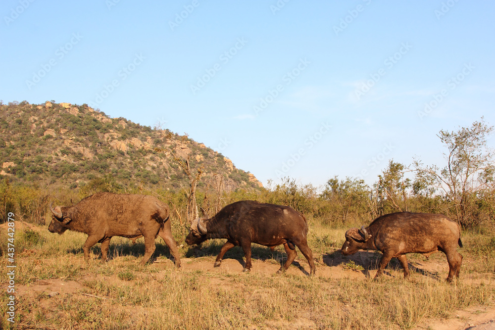 Kaffernbüffel / African buffalo / Syncerus caffer Kaffernbüffel / African buffalo / Syncerus caffer