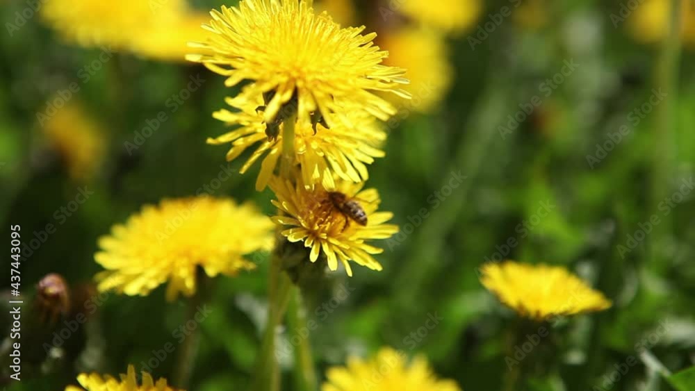 Flying honey bee covered in pollen collects nectar from a yellow dandelion closeup. Macro shots of a bee covered in pollen pollinating a flower. Flying honey bee covered in pollen collects nectar from a yellow dandelion closeup. Macro shots of a bee covered in pollen pollinating a flower.