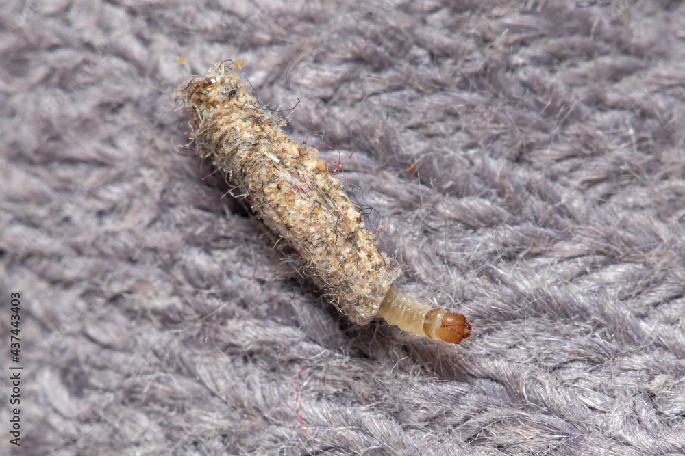 Fotka „Larva of Tinea pelionella moth dragging her snug case on a fabric cloth. High quality