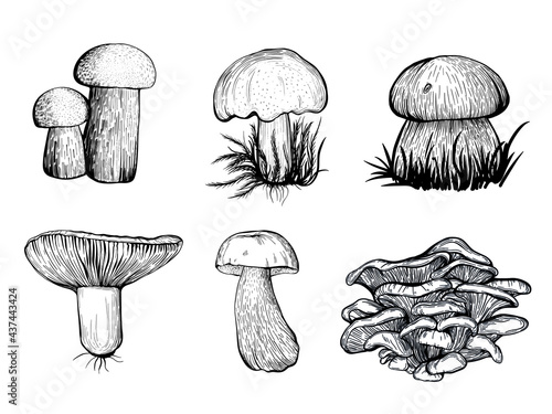set of mushrooms