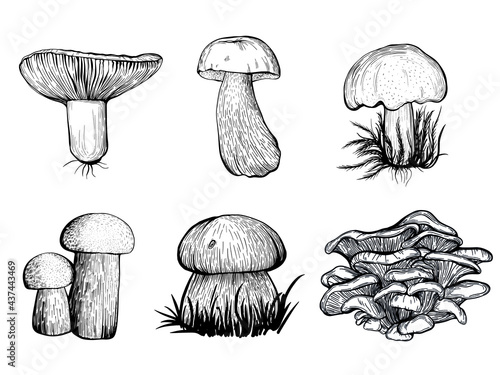 Set of forest mushrooms. Russula, chanterelles, boletus. Hand drawn vector illustration