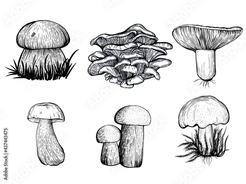 illustration of mushrooms