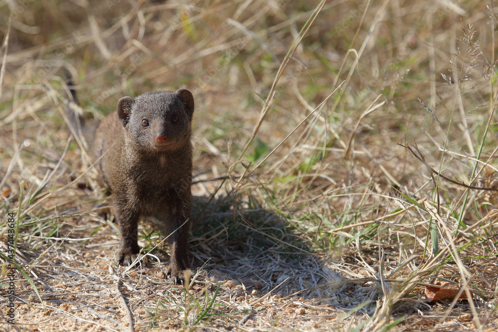 Südliche Zwergmanguste / Dwarf mongoose / Helogale parvula Südliche Zwergmanguste / Dwarf mongoose / Helogale parvula