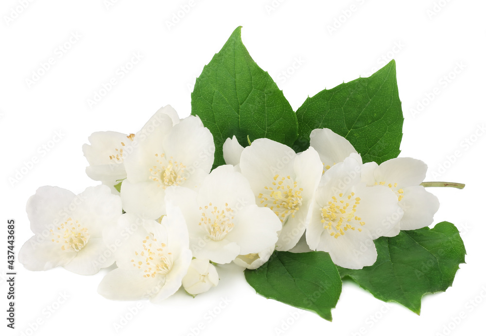 Obraz premium Jasmine flowers isolated on white background