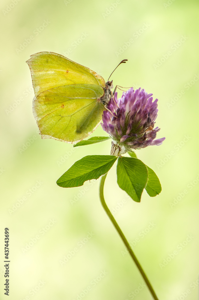 Butterfly Gonepteryx rhamni in the early morning in a clearing on a forest clover flower waiting for the first rays of the sun