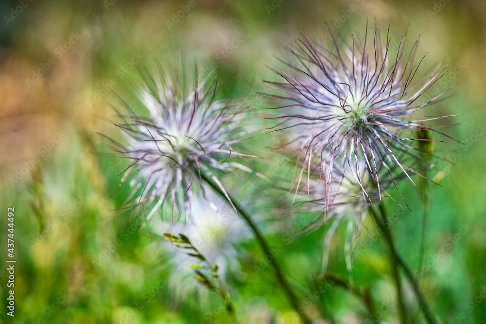 Thistle plant in a mountain meadow