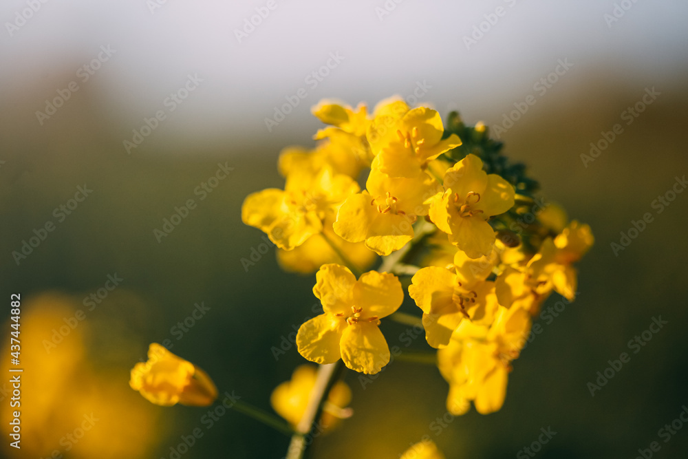 Obraz premium colza yellow plant