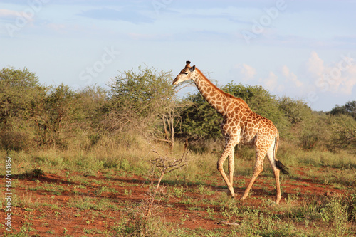 Photography Giraffe / Giraffe / Giraffa Camelopardalis
