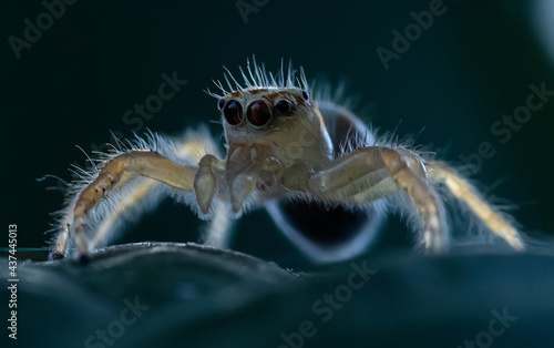 crab spider on a rock