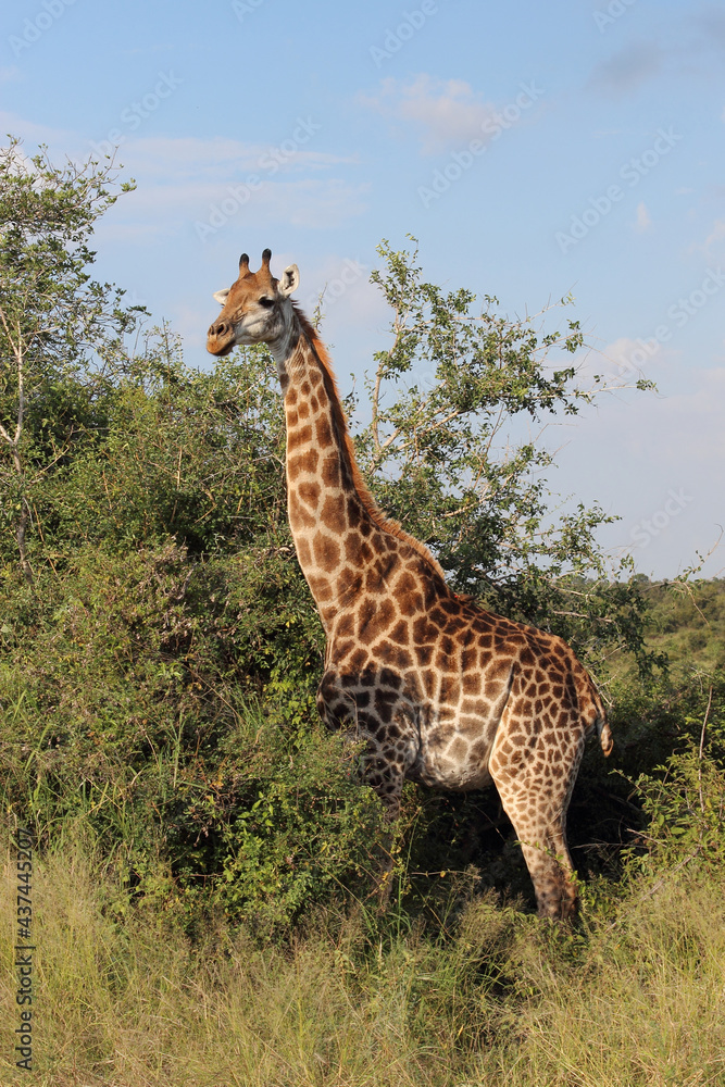 Obraz premium Giraffe / Giraffe / Giraffa Camelopardalis