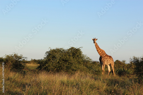 Photography Giraffe / Giraffe / Giraffa camelopardalis