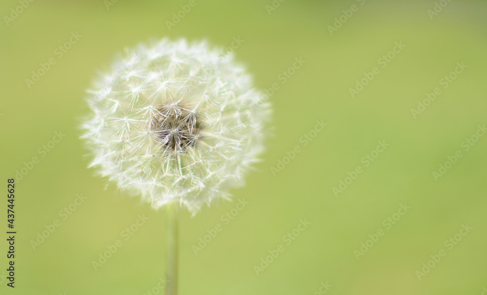 Dandelion plant with soft green background