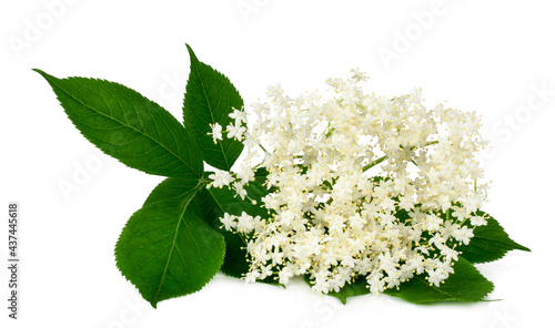 Elder berrie flowers isolated on a white background