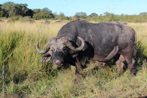 Kaffernb  ffel und Rotschnabel-Madenhacker   African buffalo and Red-billed oxpecker   Syncerus caffer et Buphagus erythrorhynchus.