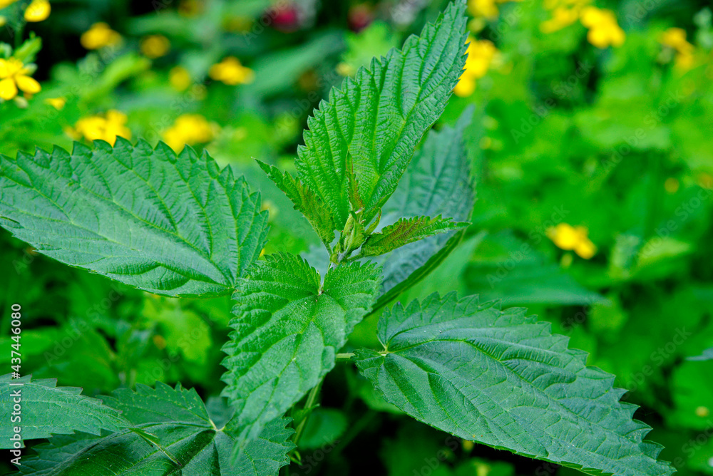 The upper leaves of a herbaceous plant called nettle, popular all over Podlasie in Poland. The photos were taken in the village of Turośl in May 2021. The upper leaves of a herbaceous plant called nettle, popular all over Podlasie in Poland. The photos were taken in the village of Turośl in May 2021.