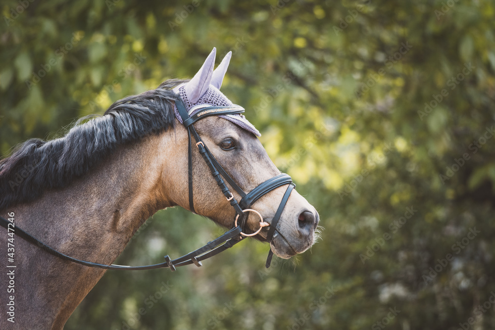 Obraz premium Pferd / Pony