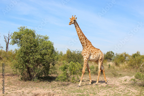 Photography Giraffe / Giraffe / Giraffa camelopardalis