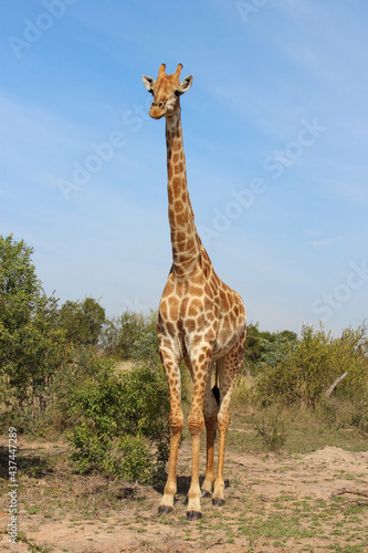 Canvas Print Giraffe / Giraffe / Giraffa camelopardalis