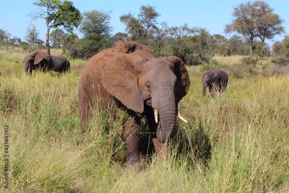 Obraz premium Afrikanischer Elefant / African elephant / Loxodonta africana...