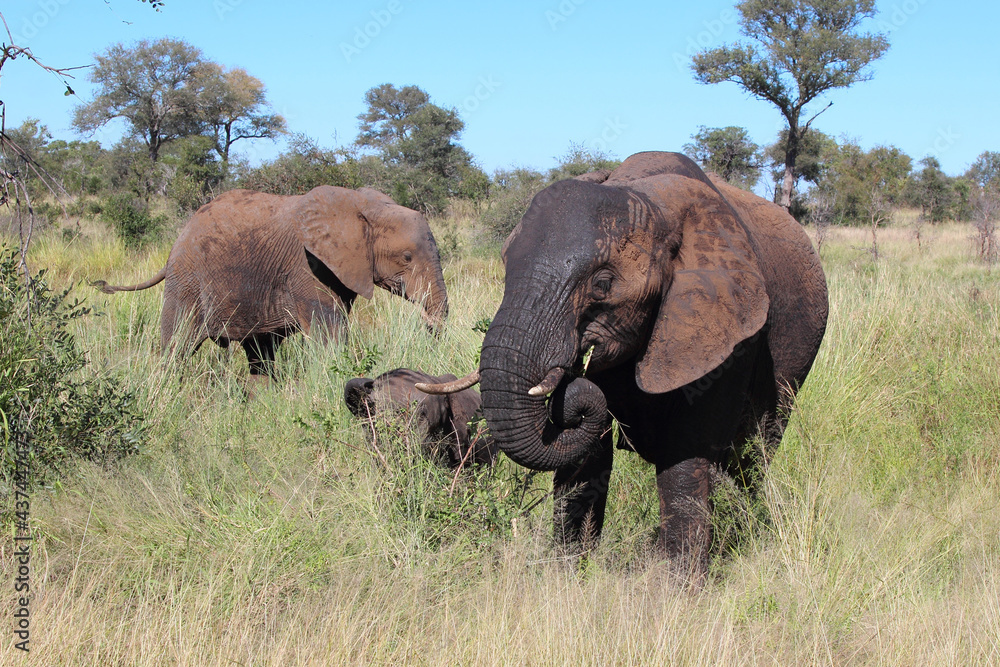 Afrikanischer Elefant / African elephant / Loxodonta africana...