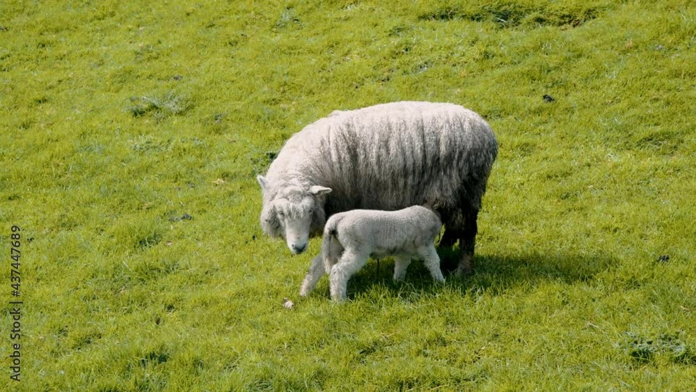 Sheeps on a beautiful meadow in New Zealand. Slow motion Sheeps on a beautiful meadow in New Zealand. Slow motion