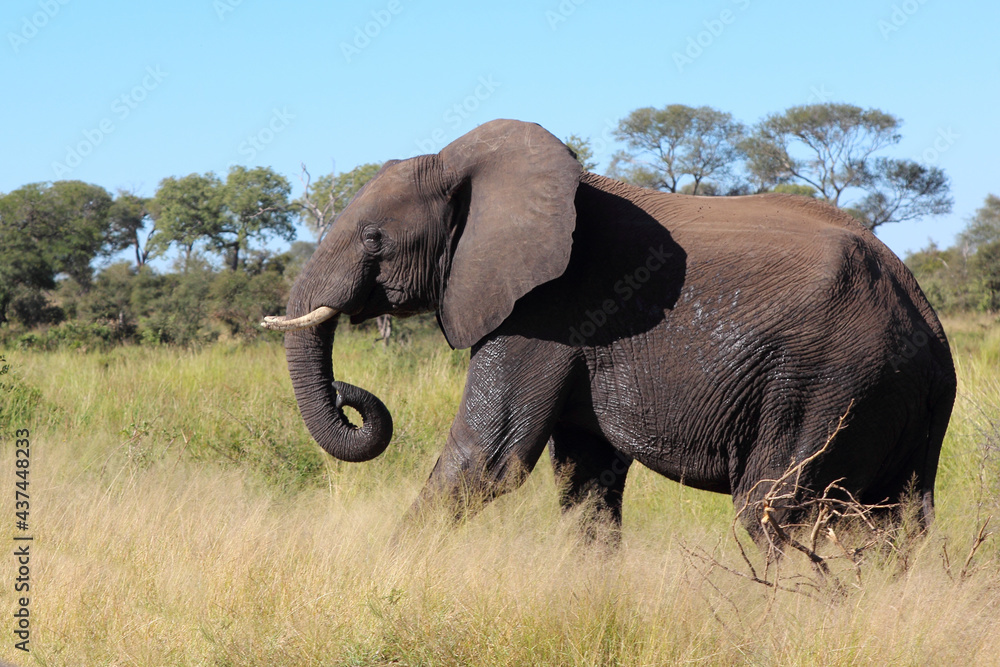 Fototapeta premium Afrikanischer Elefant / African elephant / Loxodonta africana