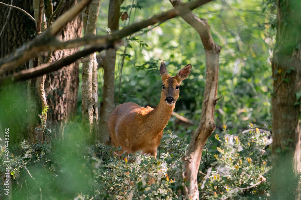 deer fawn foraging in the forest stag