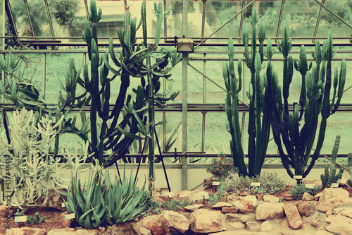 20 july 2020 ; Chiang MaiThailand :Various types of Cactus in the glass house. photo