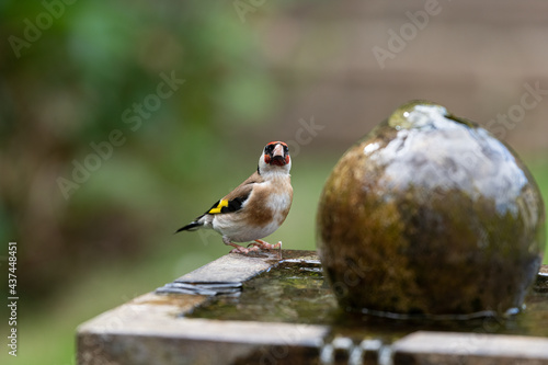 Billede på lærred A goldfinch watching me at the garden water feature.