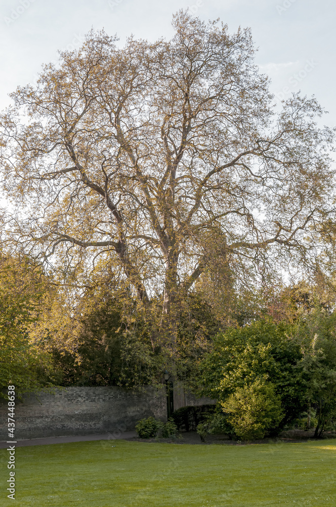 Obraz premium tree in park