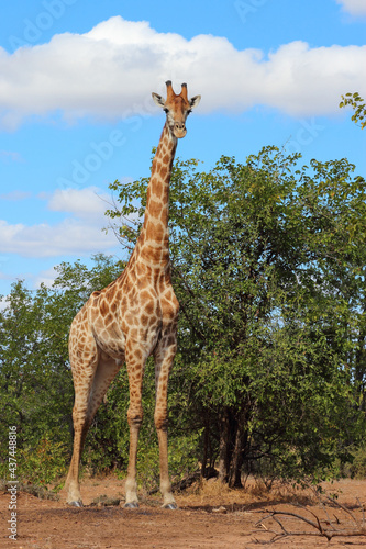 Giraffe   Giraffe   Giraffa camelopardalis