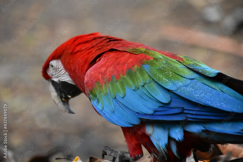 Red and green Macaw eating seeds outdoors	
