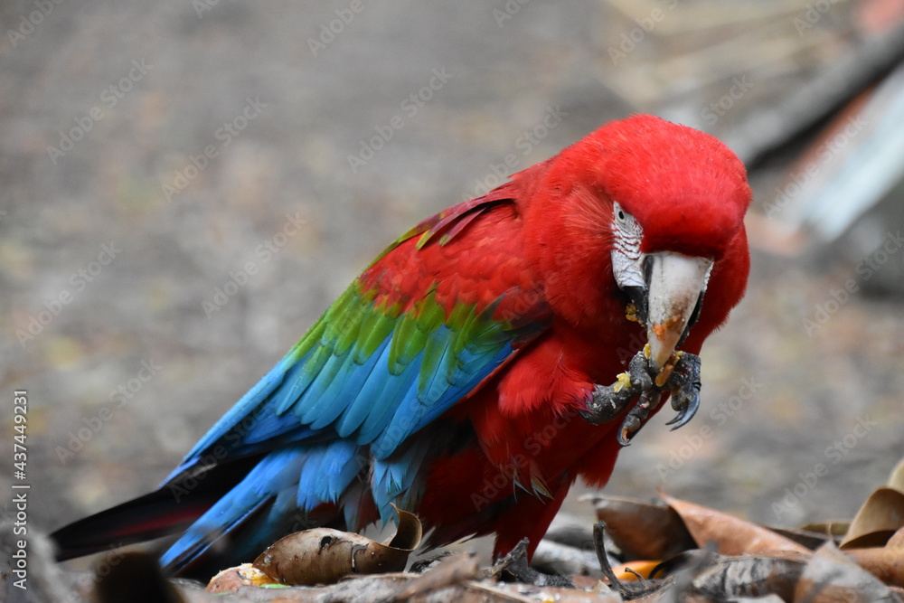 Obraz premium Red and green Macaw eating seeds outdoors 