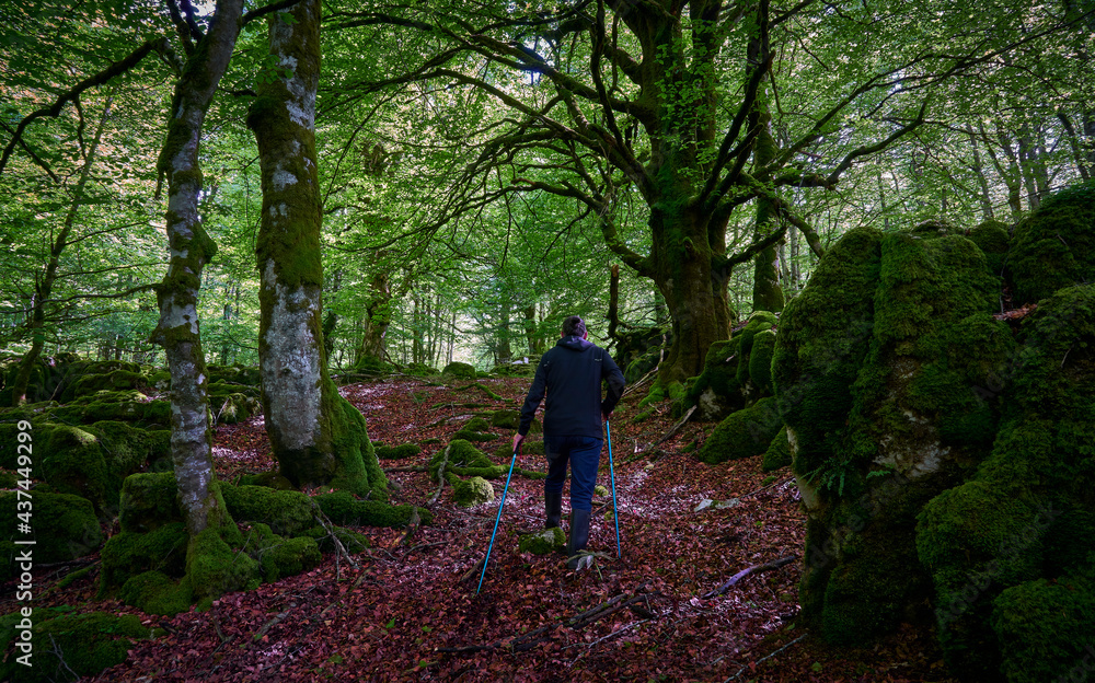 Man with trekking sticks through the forest Man with trekking sticks through the forest