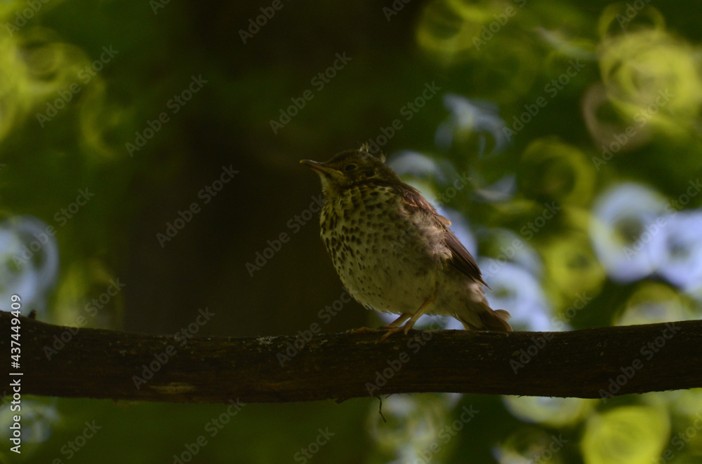 Obraz premium bird on a branch