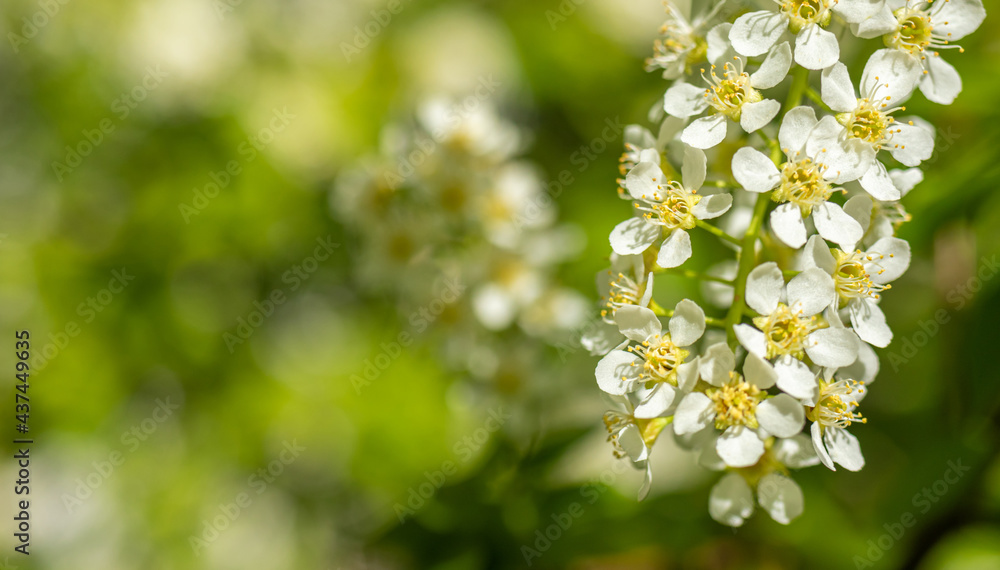 Spring flowering trees, petals close-up on the background of nature