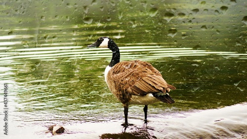 Wildlife Duck In Rain
