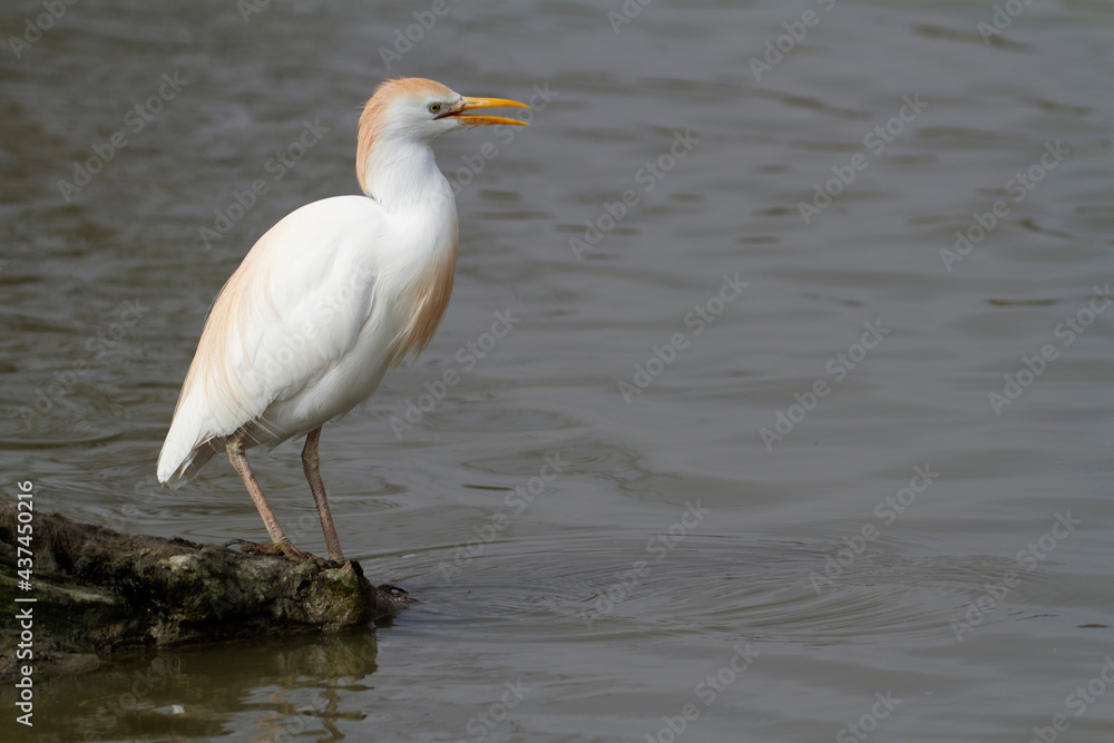 Héron garde-boeuf Bubulcus ibis en Camargue perché ou dans un arbe Héron garde-boeuf Bubulcus ibis en Camargue perché ou dans un arbe