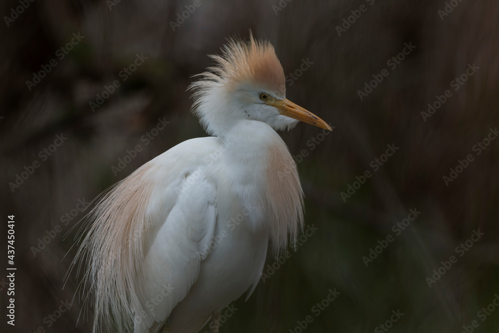 Héron garde-boeuf Bubulcus ibis en Camargue perché ou dans un arbe