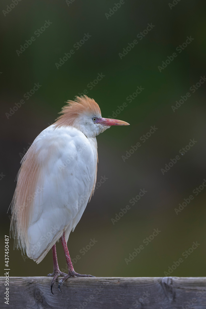 Fototapeta premium Héron garde-boeuf Bubulcus ibis en Camargue perché ou dans un arbe