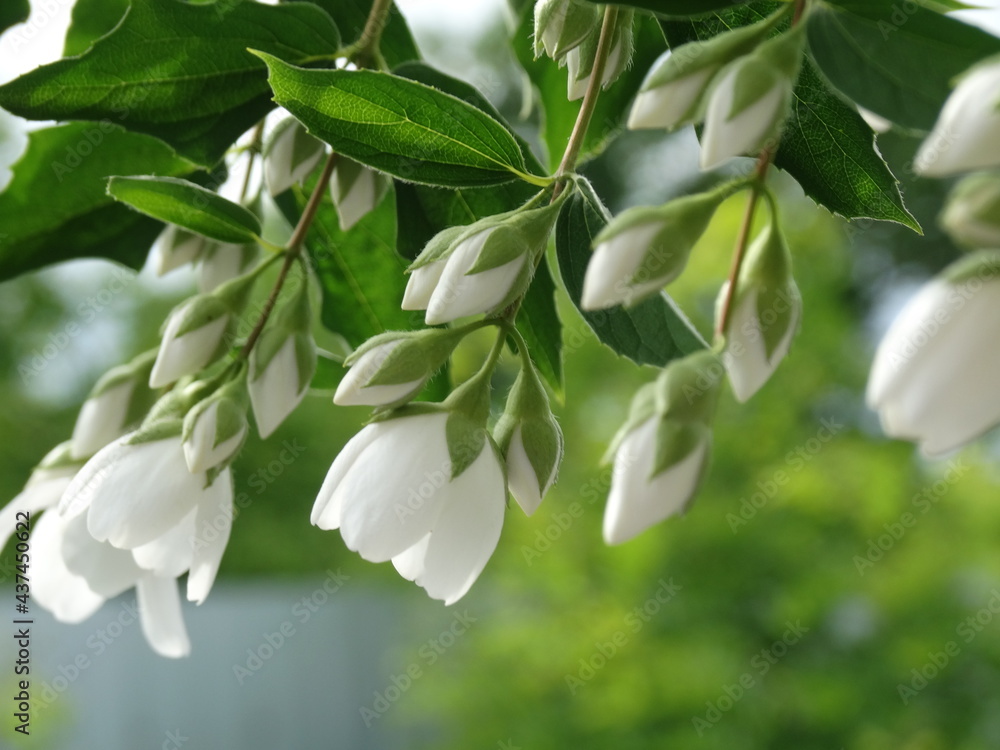 jasmine blooming white flowers branch with leaves jasmine blooming white flowers branch with leaves