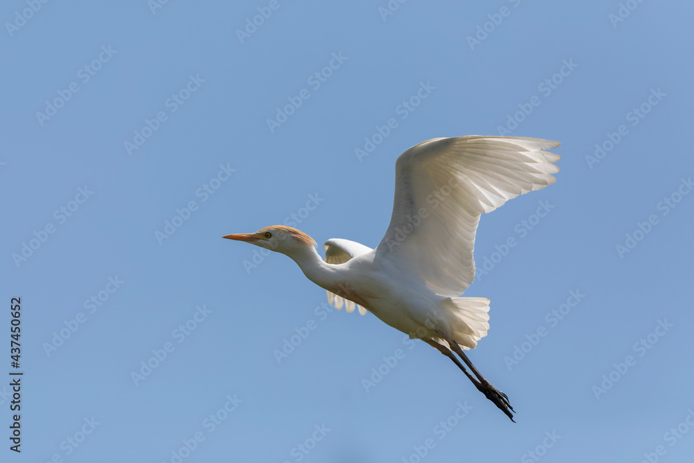 Obraz premium Héron garde-boeuf Bubulcus ibis en Camargue perché ou dans un arbe